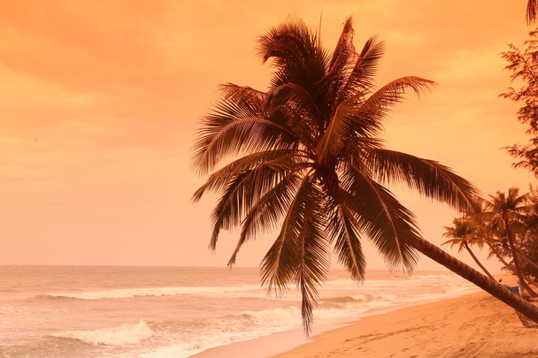 Пальма на берегу
 - Фото, изображение