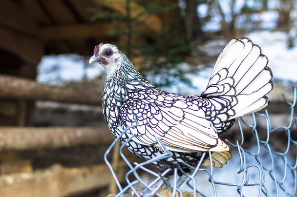 Pieni valkoinen lumivalkoinen kana istuu metalli aita, lähikuva, valikoiva keskittyä, Ukraina
  - Valokuva, kuva