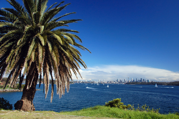 Sydney plaży z palmy - Zdjęcie, obraz