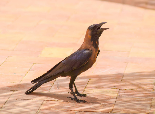 Raven grita a los visitantes café en el hotel en Egipto
. - Foto, imagen