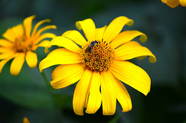 Vista da vicino di ape su fiore che raccoglie polline
 - Foto, immagini