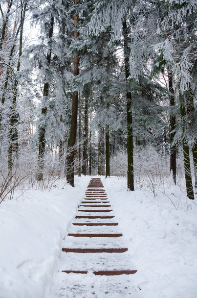 Вид зимнего замерзшего леса, покрытого снегом
 - Фото, изображение
