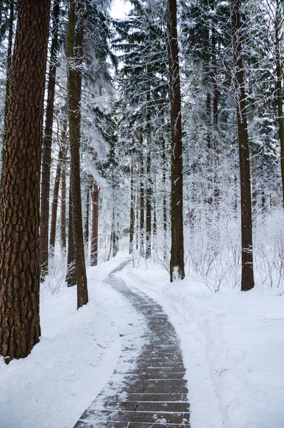 Вид на зимовий заморожений ліс, вкритий снігом
 - Фото, зображення