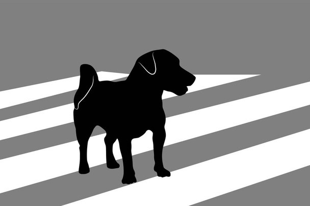Silhouette of small dog Jack Russell Terrier crossing city road on a crosswalk - Vector, Image