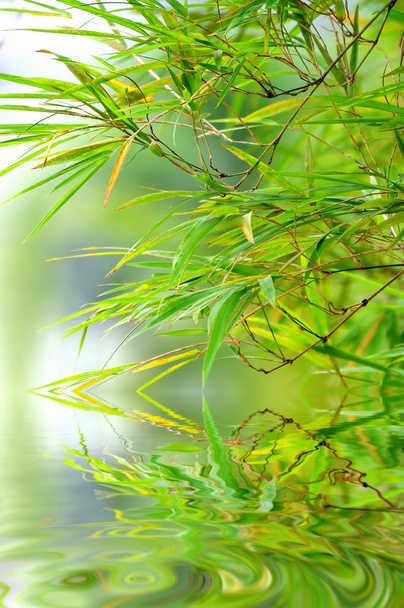 Primavera abstrato fundo verde com folhas de bambu
 - Foto, Imagem