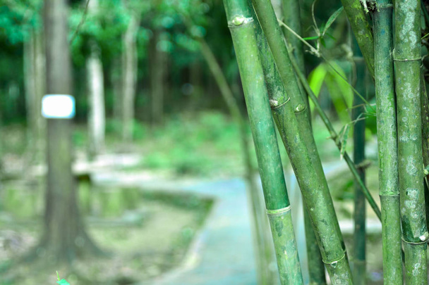 bamboe groene bos achtergrond - Foto, afbeelding