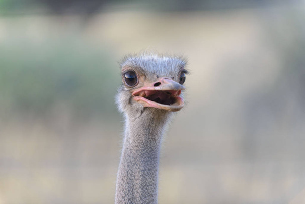 Ostrich in the African savannah - Zdjęcie, obraz