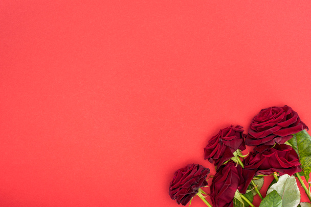 vista dall'alto di bouquet di rose rosse isolate su rosso, concetto di San Valentino
 - Foto, immagini