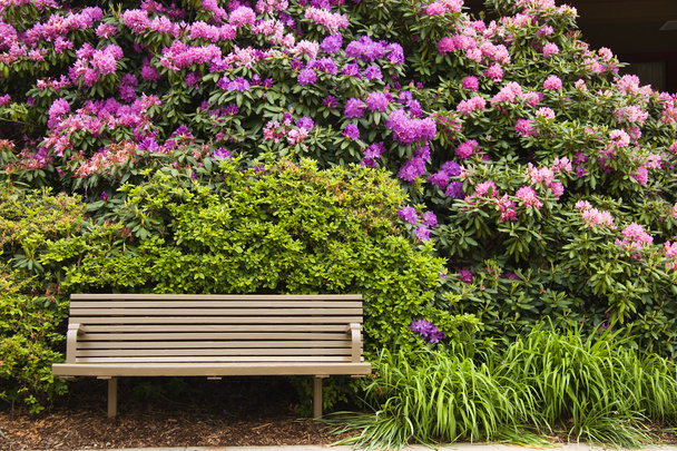 Panchina e Rododendro
 - Foto, immagini