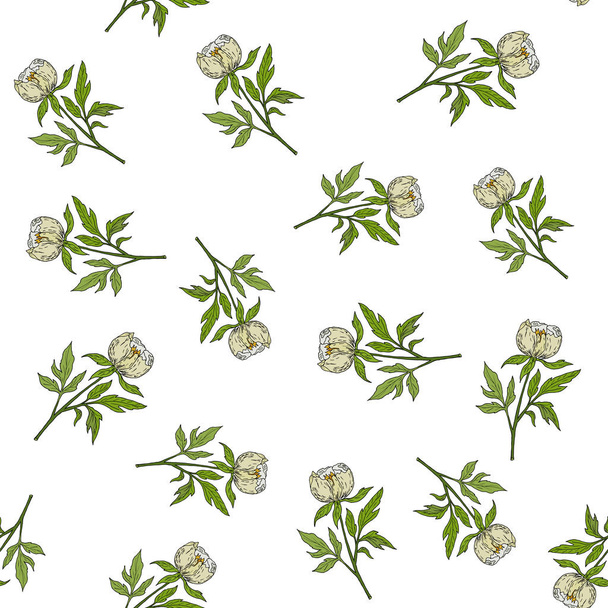 Seamless pattern with chinese white peony ornamental plant. - Vector, Imagen