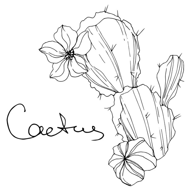 Vector Cacti flor botânica floral. Tinta gravada a preto e branco. Elemento de ilustração de cactos isolados
. - Vetor, Imagem