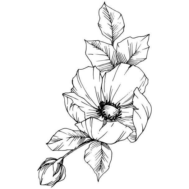 Vektor Rosa canina virág. Fekete-fehér vésett tinta art. Elszigetelt rosa canina ábra elem. - Vektor, kép