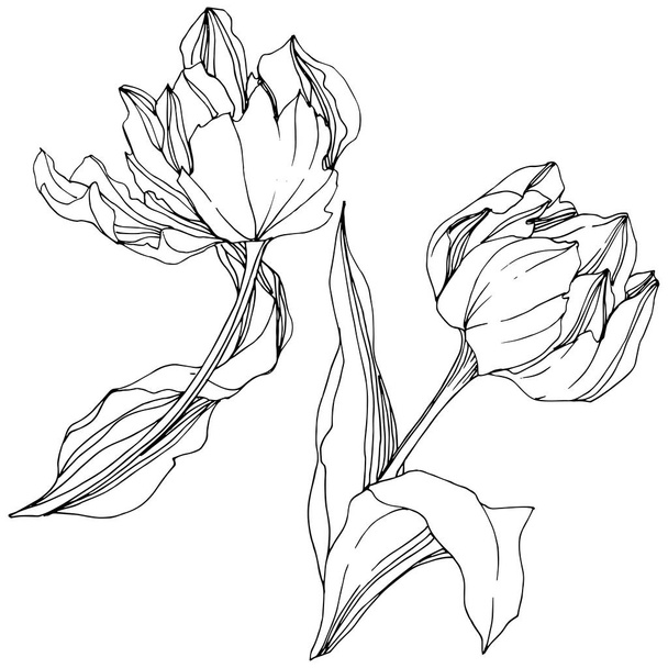 Vector Tulip Black and white engraved ink art. Floral botanical flower. Isolated tulip illustration element. - Vektori, kuva