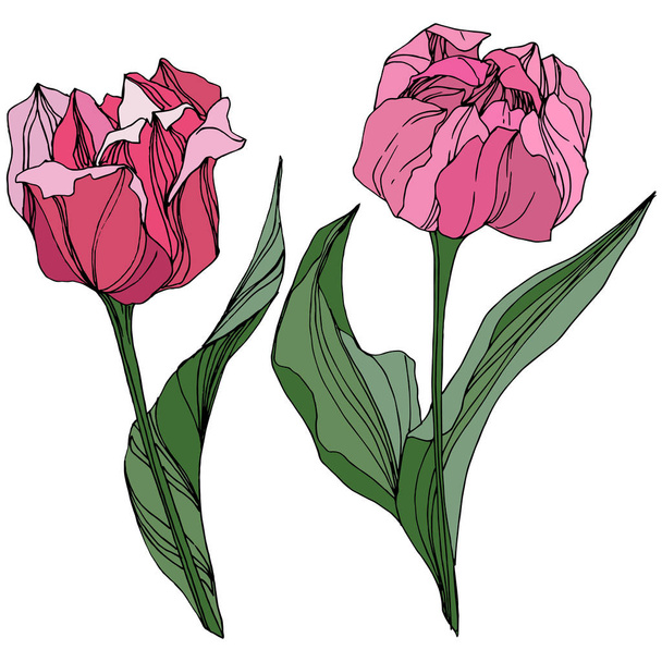 Vector Tulipán grabado arte tinta. Flor botánica floral. Flor silvestre de hoja de primavera. Elemento de ilustración de tulipán aislado
. - Vector, Imagen