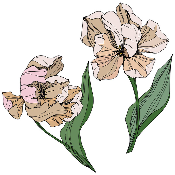 Vector Tulip engraved ink art. Floral botanical flower. Spring leaf wildflower. Isolated tulip illustration element. - Διάνυσμα, εικόνα