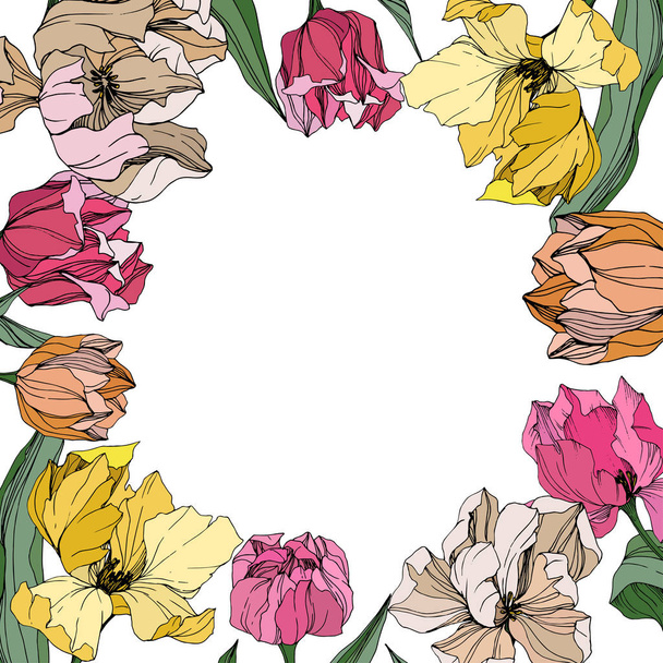 Vector Tulip engraved ink art. Floral botanical flower. Spring leaf wildflower isolated. Frame border ornament square. - Vector, Image