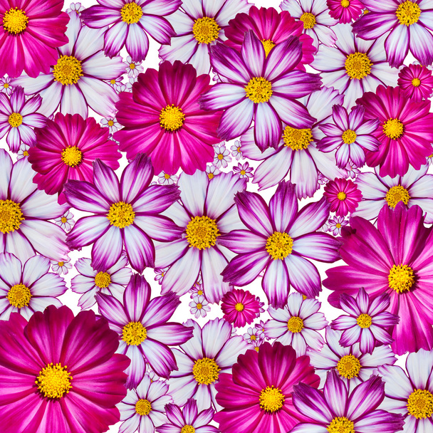 Fond de fleur coloré
 - Photo, image