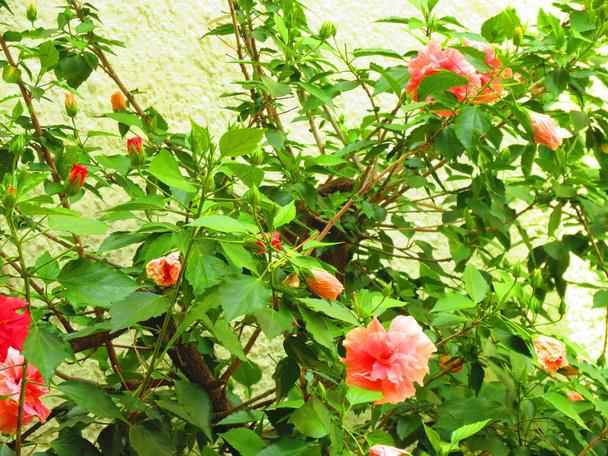 Διπλό Hibiscus ανθοφόρο φυτό (Κίνα τριαντάφυλλο). - Φωτογραφία, εικόνα