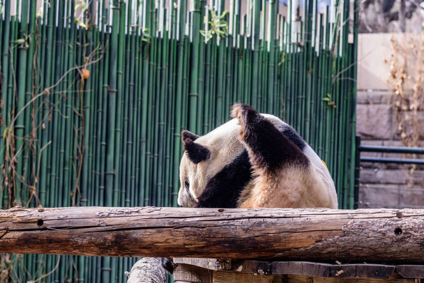 Een reuzenpanda strekt zich na het opstaan aan de verkeerde kant van het bed op de dierentuin van Peking in Beijing, China, 3 December 2018. - Foto, afbeelding
