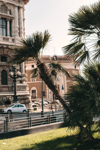 Beautiful green palm trees in the city against the sky - Φωτογραφία, εικόνα