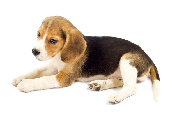 triest beagle - Foto, afbeelding