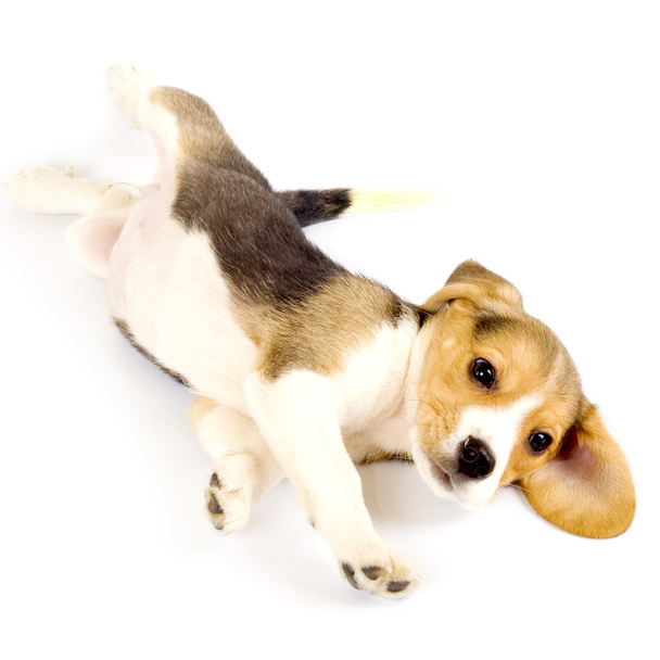Beagle puppy rolling - Фото, изображение