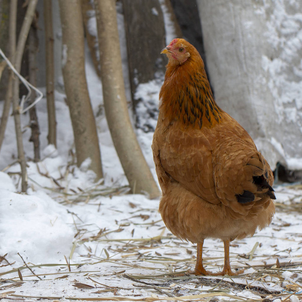 Erwachsene orangefarbene Hühner picken Getreide im Freien aus nächster Nähe - Foto, Bild