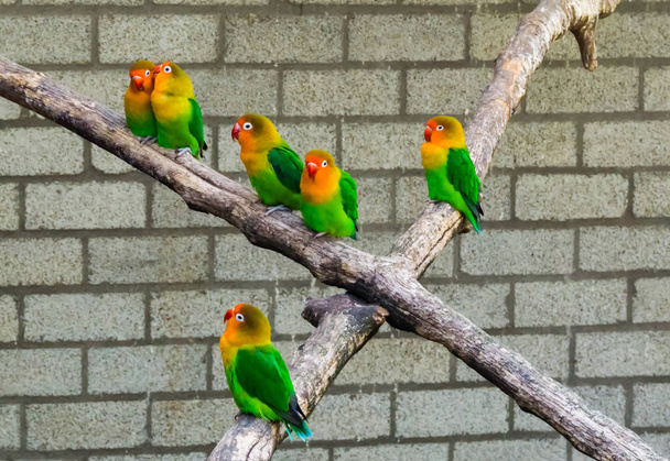 group of lovebirds close together on a branch, tropical and colorful dwarf parrots from Africa - Photo, Image