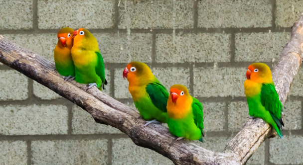 pombinhos juntos em um ramo com um casal próximo, papagaios pequenos tropicais e coloridos da áfrica
 - Foto, Imagem