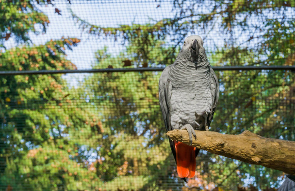 Congo grey parrot sitting a tree branch, A endangered bird specie from the tropical forests of africa - Photo, Image