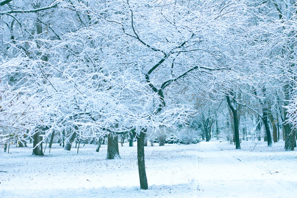Дерево зимнего парка на снежной пустой дороге
 - Фото, изображение