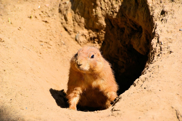 a prairie dog stands guard - Photo, Image