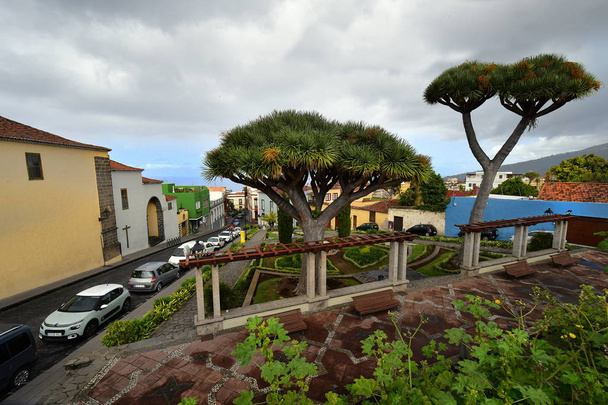 Tenerife, Canary Island, Spain - April 07, 2018: Townsape with dragon trees in mountain village La Orotava - Photo, Image
