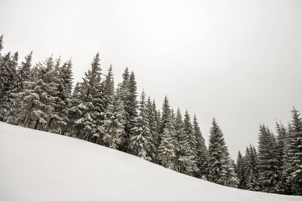 Czarno-biały zima góry krajobraz Boże Narodzenie nowy rok. Wysoka sosny pokryte szronem głęboko jasne śniegu w zimie lasu. - Zdjęcie, obraz