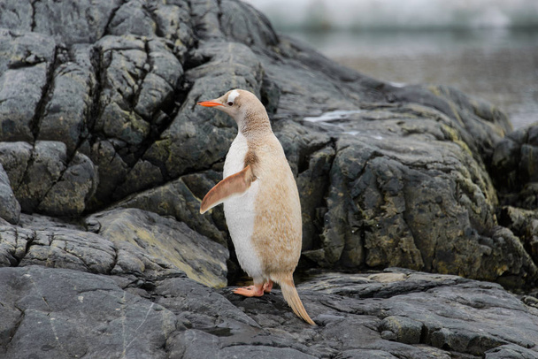 Gentoo πιγκουίνος Αλμπίνο φύση - Φωτογραφία, εικόνα