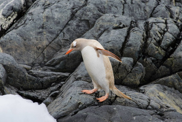 Пингвин-альбинос в природе
 - Фото, изображение