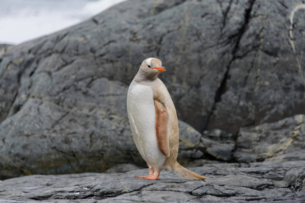 Gentoo пінгвін Альбіно в природі - Фото, зображення