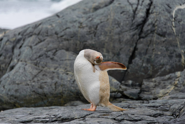 自然での Gentoo ペンギンのアルビノ - 写真・画像