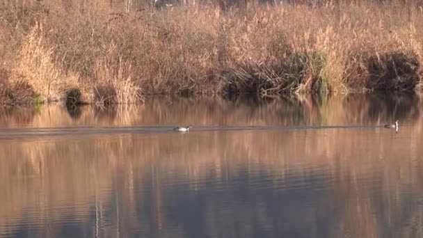 gran cresta grebe jugando en el lago en otoño
 - Metraje, vídeo