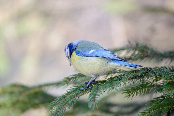 Pequeno pássaro tomtit senta-se no ramo
 - Foto, Imagem