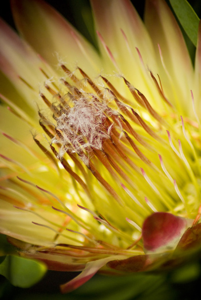 Flor de protea florescente
 - Foto, Imagem