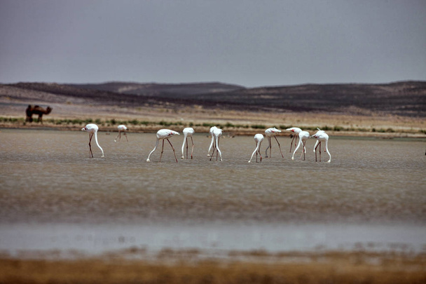 A Szaharában flamingók valóban ezen a környéken: Merzouga, Marokkó - Fotó, kép