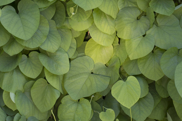 ウマノスズクサの葉テクスチャ背景コンセプト新鮮さと自然のクローズ アップ - 写真・画像