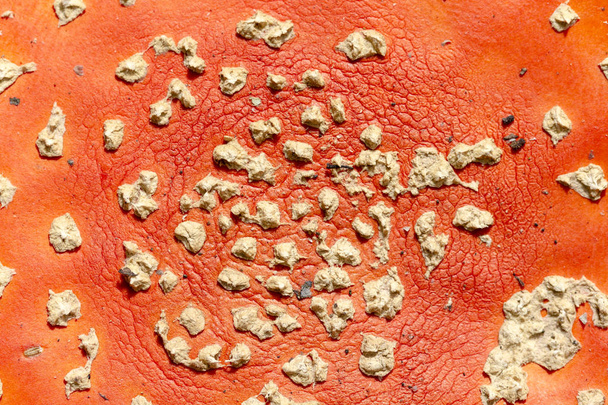 Mosca de cogumelos agárica. Amanita. Cap textura cogumelo. Venenoso. O fundo de cor natural
 - Foto, Imagem