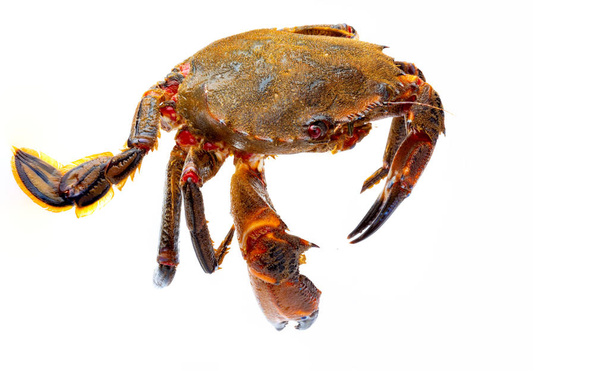 Galician Necoras (from Galicia) in movement. Delicious seafood from the Bay of Biscay and Atlantic. Fresh and alive crabs isolated on white background. - Photo, Image
