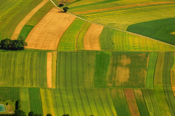 Green fields aerial view before harvest - Foto, Imagen