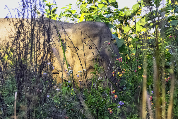Rośliny w indyjskiej dżungli z dzikiego słonia (Elephas maximus indicus) w tle - Jim Corbett National Park, Indie - Zdjęcie, obraz