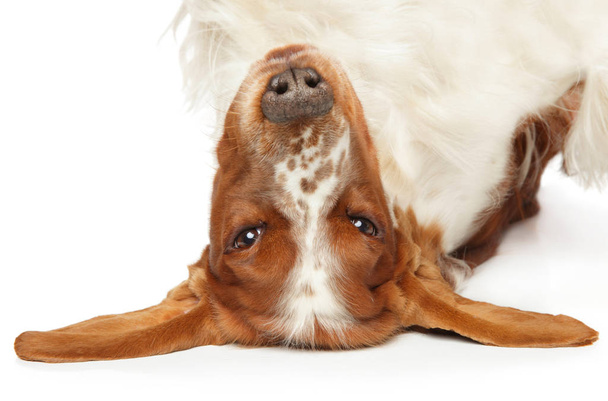 Springer Spaniel joyful, lying on his back, paws up. Close-up portrait on white background - Photo, Image