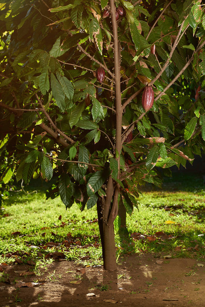 Un árbol de cacao con vainas rojas
 - Foto, Imagen