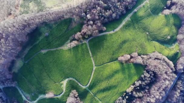 Drone Colpo di vista dall'alto sulla piantagione di tè verde in autunno
 - Filmati, video